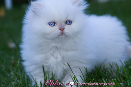 persian kitten