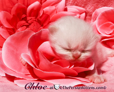 persian kitten