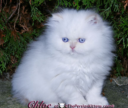 persian kitten