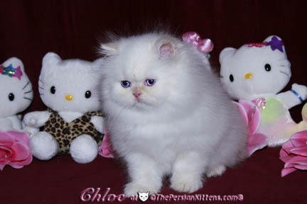 persian kitten