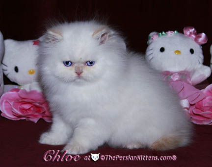persian kitten