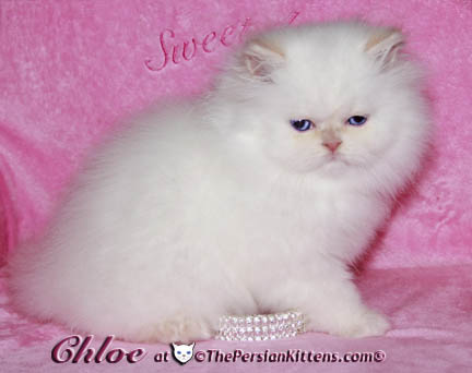 persian kitten