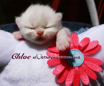 persian kitten