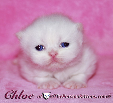 persian kitten