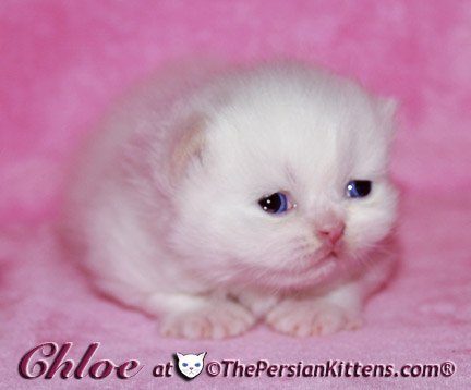 persian kitten