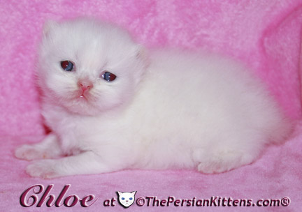 persian kitten