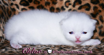 persian kitten