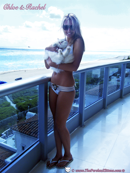 Cute Pictures of Persian Kittens at the beach