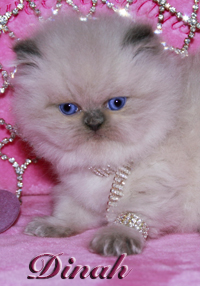 persian kittens Miranda in Jewels