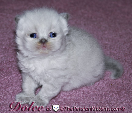 persian kitten