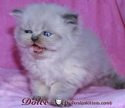 persian kitten