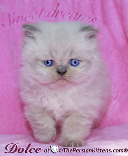 persian kitten