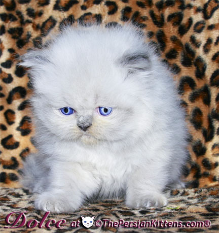 persian kitten