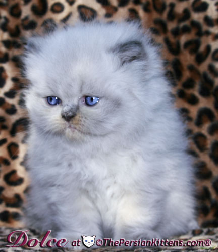 persian kitten