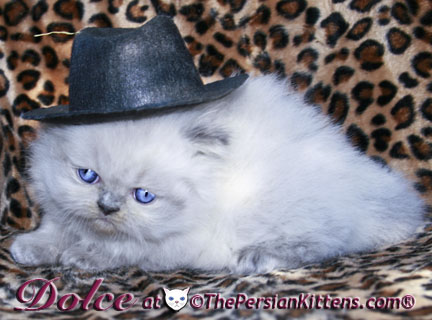 persian kitten