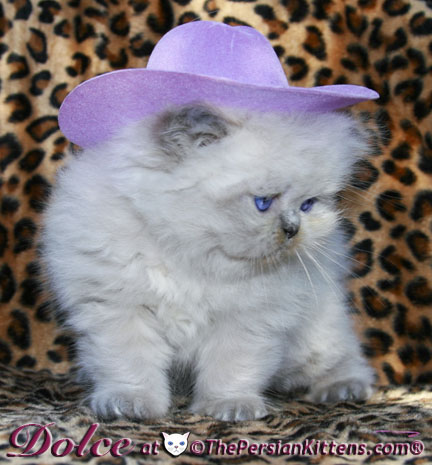 persian kitten