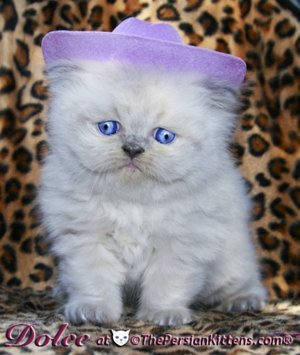 persian kitten
