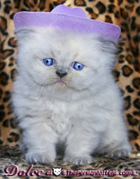persian kitten 