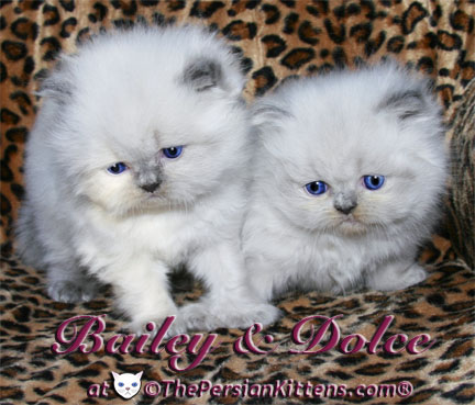 persian kitten