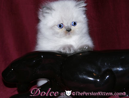persian kitten pics