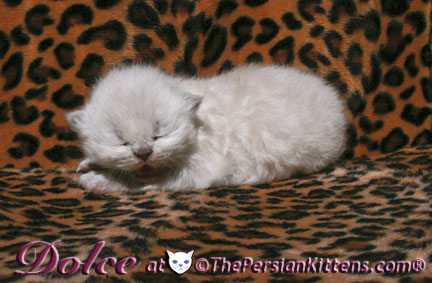 persian kitten