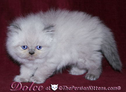 persian kitten pics