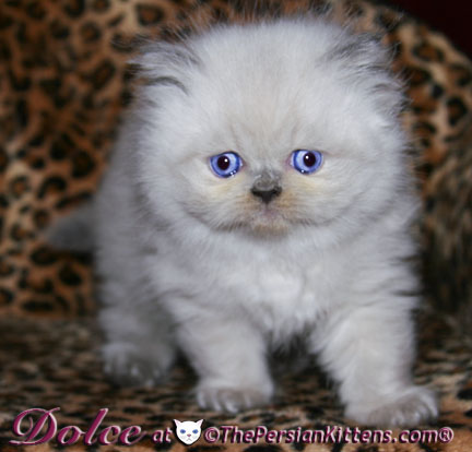 persian kitten pics