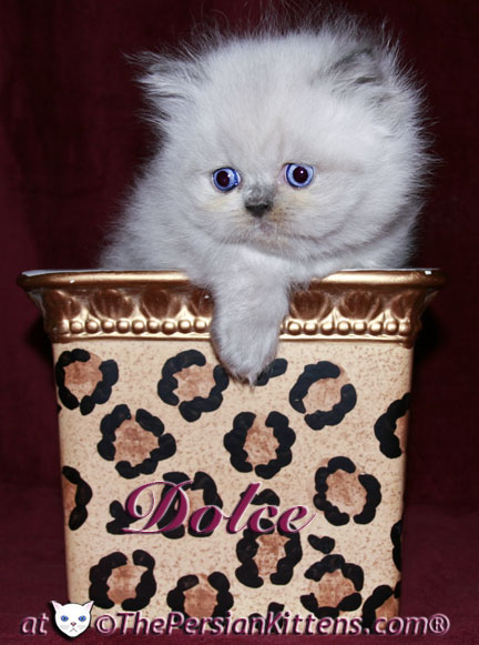 persian kitten pics