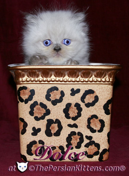 persian kitten pics
