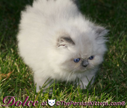 persian kitten pics