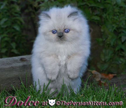 persian kitten pics