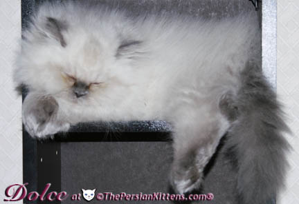 persian kitten pics