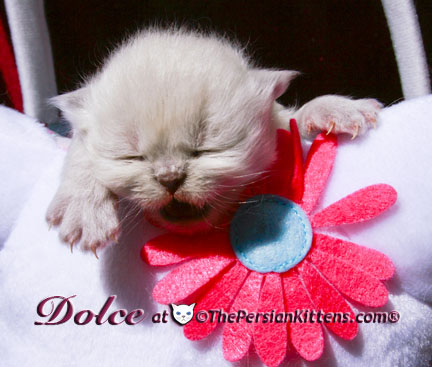 persian kitten