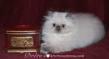 persian kitten pics