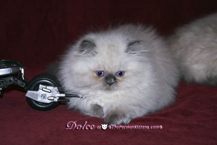 persian kitten pics
