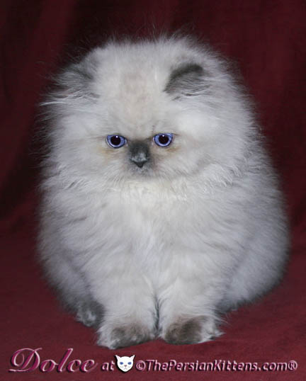 persian kitten pics