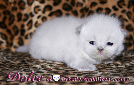 persian kitten