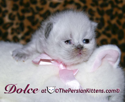 persian kitten