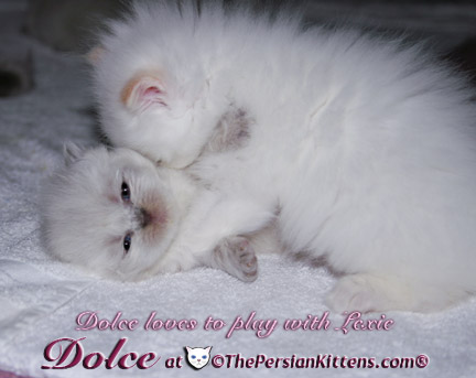 persian kitten