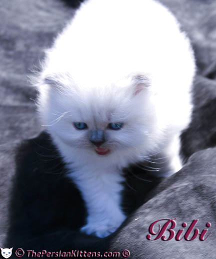 persian kitten pictures