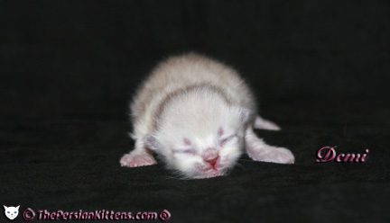 persian kitten pictures lilac point
