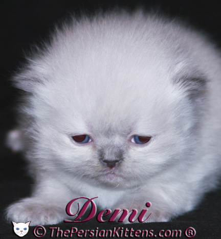 persian kitten pictures