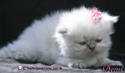 persian kitten pictures