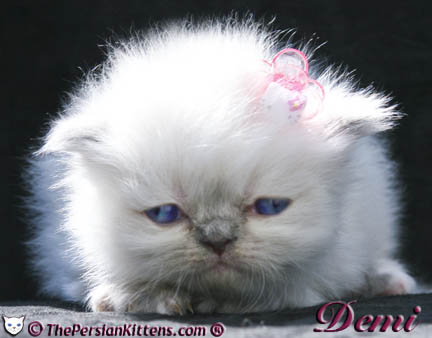 persian kitten pictures