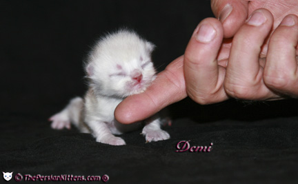 persian kitten pictures