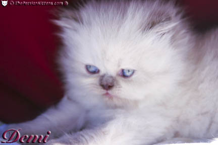 persian kitten pictures