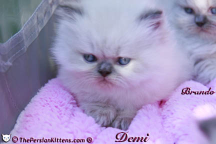 persian kitten pictures