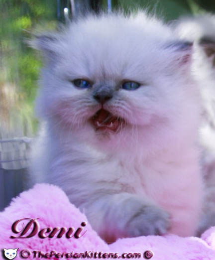persian kitten pictures