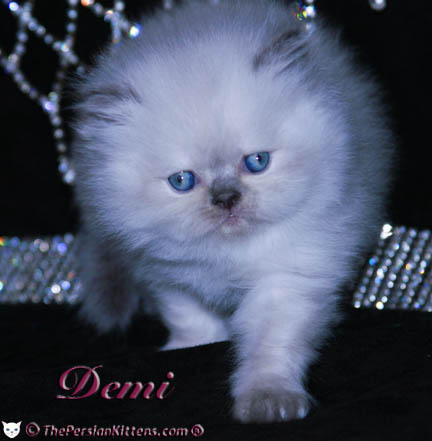 persian kitten pictures