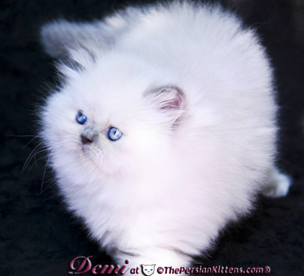 persian kitten pictures